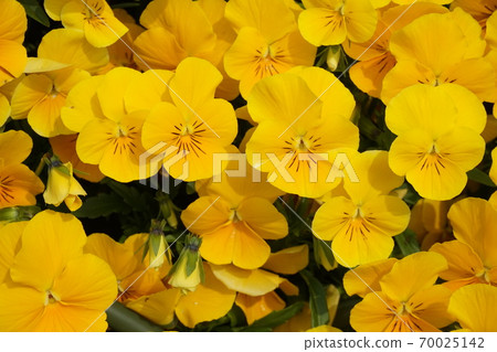 Spring Flower Field Spring Flower Field 70025142