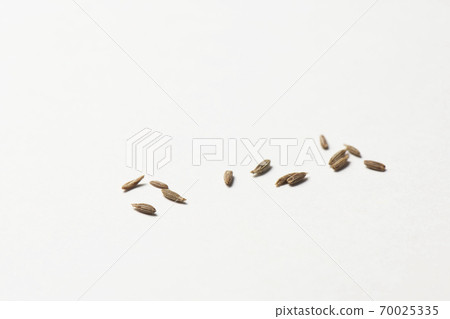 Cumin hall spice 70025335