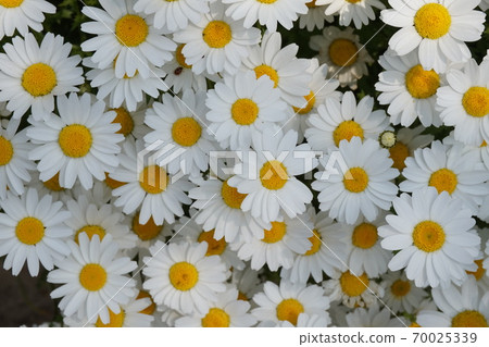 Spring Flower Field 70025339