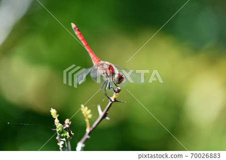 Red dragonfly sympetrum darwin (♂) 70026883