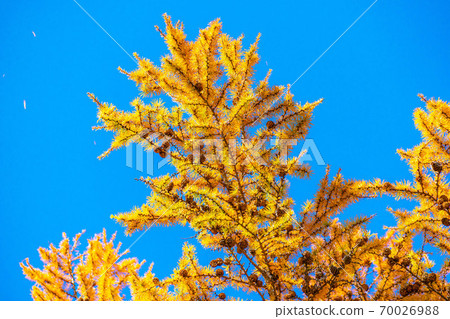 Autumn leaves and blue sky of deciduous pine [Nagano Prefecture] 70026988