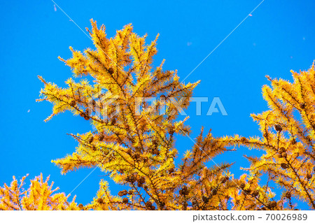 Autumn leaves and blue sky of deciduous pine [Nagano Prefecture] 70026989