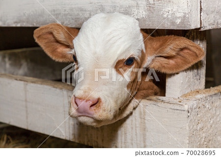 stall for cows in an eco farm 70028695