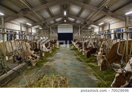 stall for cows in an eco farm 70028696