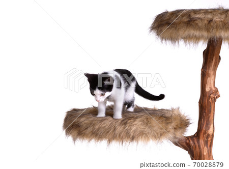Black and white kitten on a modern scratch pole Black and white kitten on a modern scratch pole 70028879