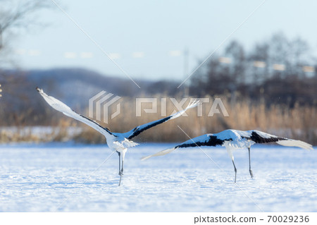 Red-crowned crane trying to take off Red-crowned crane trying to take off 70029236