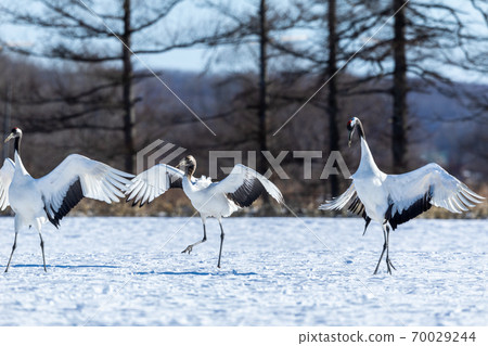 父母和孩子的起重機 父母和孩子的起重機 70029244
