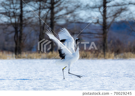 Tancho剛降落 70029245