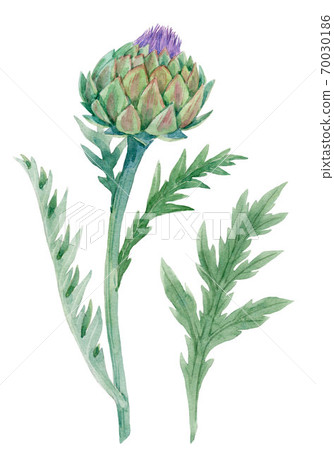 Beautiful floral painting with watercolor gentle blue blooming artichoke flowers. Stock illustration. Beautiful floral painting with watercolor gentle blue blooming artichoke flowers. Stock illustration. 70030186