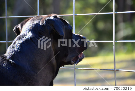 A black Labrador at a gate A black Labrador at a gate 70030219