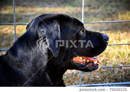 A black Labrador at a gate A black Labrador at a gate 70030220