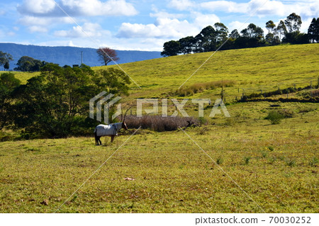 A single horse in the outback 70030252