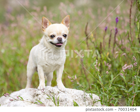 chihuahua in nature 70031404