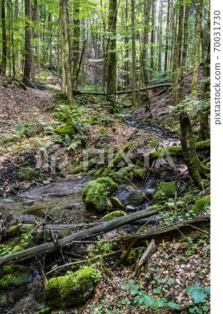 Water stream, Snake valley, Kremnica hills, Slovakia 70031730