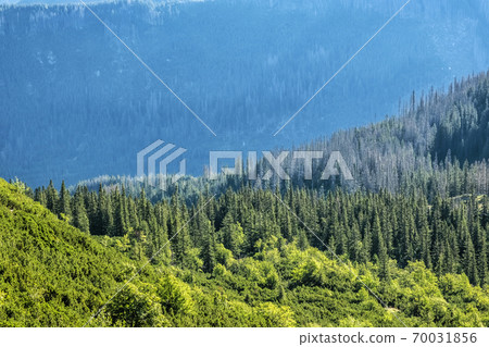Coniferous forest, Western Tatras mountains, Slovakia 70031856