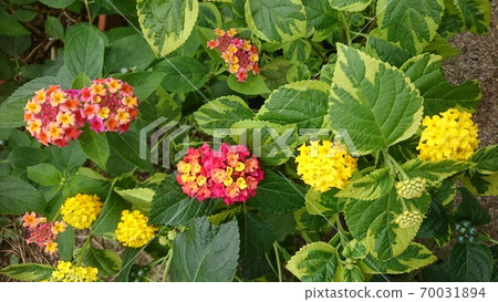 各類馬纓丹七個品種 70031894