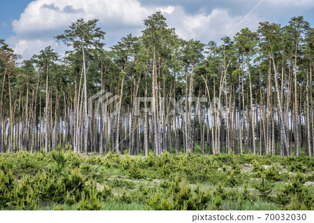 Pine forest, Zahorie, Slovakia, natural scene Pine forest, Zahorie, Slovakia, natural scene 70032030