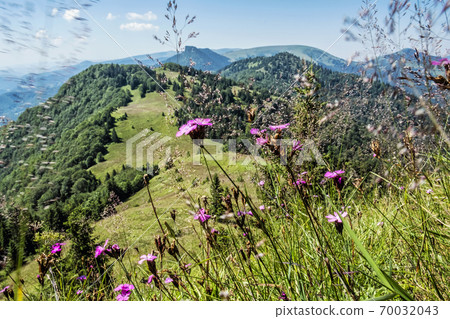 Flowers in meadow, Big Fatra mountains, Slovakia Flowers in meadow, Big Fatra mountains, Slovakia 70032043