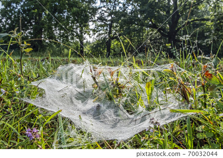 Spider web in the grass, Gavurky nature reserve, Slovakia 70032044