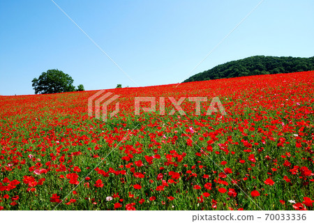 Sky of Poppies is in full bloom (Higashi-Chichibu Village, Saitama Prefecture, Minano Town, Sky of Poppies) Sky of Poppies is in full bloom (Higashi-Chichibu Village, Saitama Prefecture, Minano Town, Sky of Poppies) 70033336
