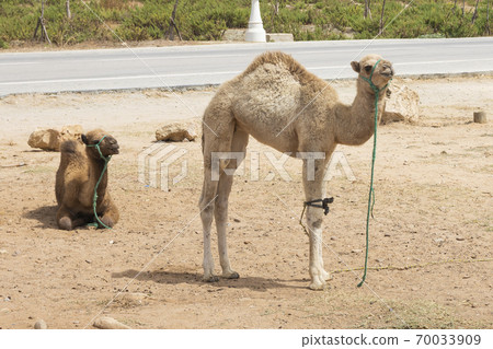 dromedaries resting on the road dromedaries resting on the road 70033909