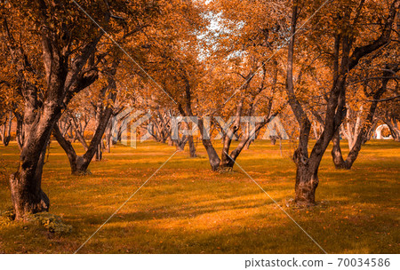 Autumn in the forest. Perspective of the path in fall park whith bright fallen autumn leaves on road in sunny morning light, toned photo Autumn in the forest. Perspective of the path in fall park whith bright fallen autumn leaves on road in sunny morning light, toned photo 70034586