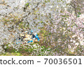 People watching cherry blossoms under the cherry blossoms 70036501