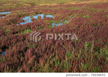 Coral grass 70036643