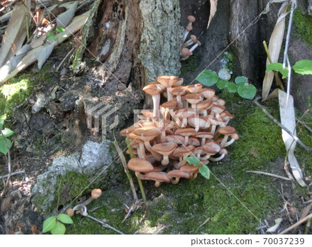 Naratakemodoki食用菌 Naratakemodoki食用菌 70037239