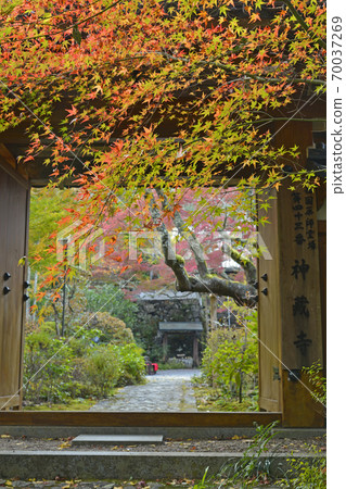 T京都丹波龜岡秋秋葉新宗≫z京都府龜岡市 70037269