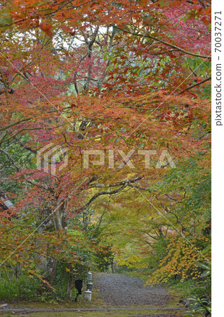 T京都丹波龜岡秋秋葉新宗≫z京都府龜岡市 70037271