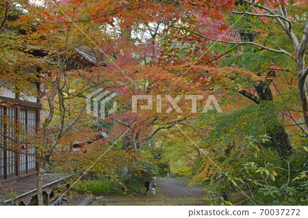 ≪Kyoto Tamba Kameoka Autumn Leaves Shinzoji Temple≫ Kameoka City, Kyoto Prefecture ≪Kyoto Tamba Kameoka Autumn Leaves Shinzoji Temple≫ Kameoka City, Kyoto Prefecture 70037272