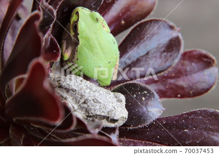 兩隻青蛙 兩隻青蛙 70037453