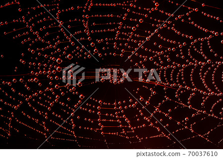Close-up photo of autumn spyder web with dew drops in the red lighting Close-up photo of autumn spyder web with dew drops in the red lighting 70037610