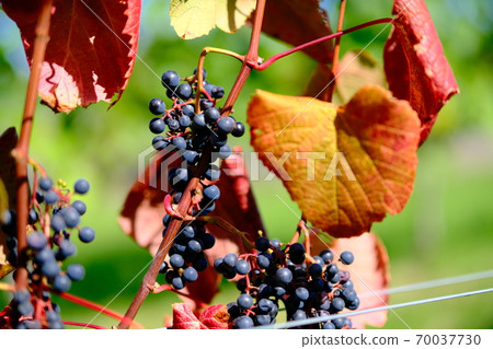  葡萄園 70037730