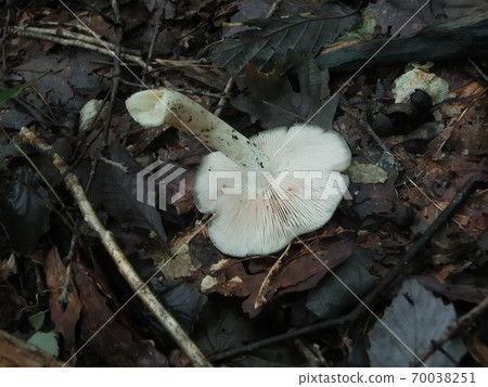 Kusaura Benitake, a highly poisonous mushroom 70038251