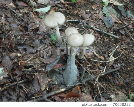 Kusaura Benitake, a highly poisonous mushroom 70038252