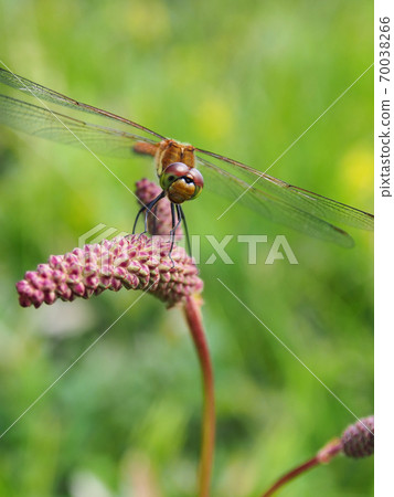 Dragonfly and Ibukitranoo bud 70038266