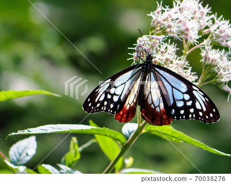 Chestnut tiger whose wings are transparent in the sunlight that stops at Fujibakama 70038276