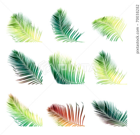 Set of coconut frond and palm leaf tree isolated Set of coconut frond and palm leaf tree isolated 70038282