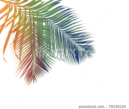 green palm leaves on white background green palm leaves on white background 70038284