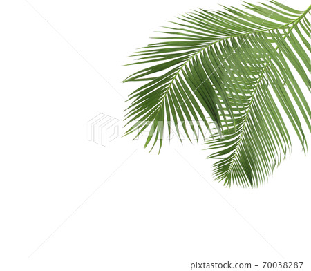 green palm leaves on white background 70038287