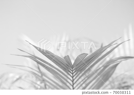 Abstract gray shadow background of palm leaves, 70038311