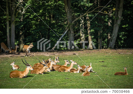 Beautiful shot of deers lying on a grass Beautiful shot of deers lying on a grass 70038466
