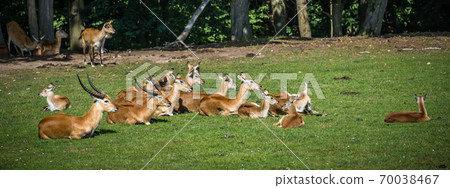 Beautiful shot of deers lying on a grass 70038467