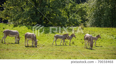 Group of baby antelopes grazing in a field Group of baby antelopes grazing in a field 70038468
