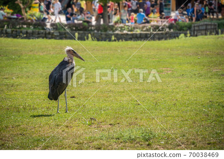 Beautiful shot of Marabou stork 70038469