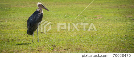 Beautiful shot of Marabou stork Beautiful shot of Marabou stork 70038470