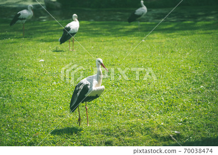 Beautiful shot of storks in a meadow Beautiful shot of storks in a meadow 70038474