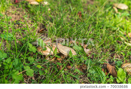 天然蘑菇Ironchi Shironumeri 70038686